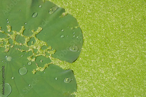 Water drop on lotus leaf with duckweeds background