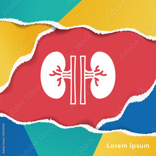 Kidney icon
