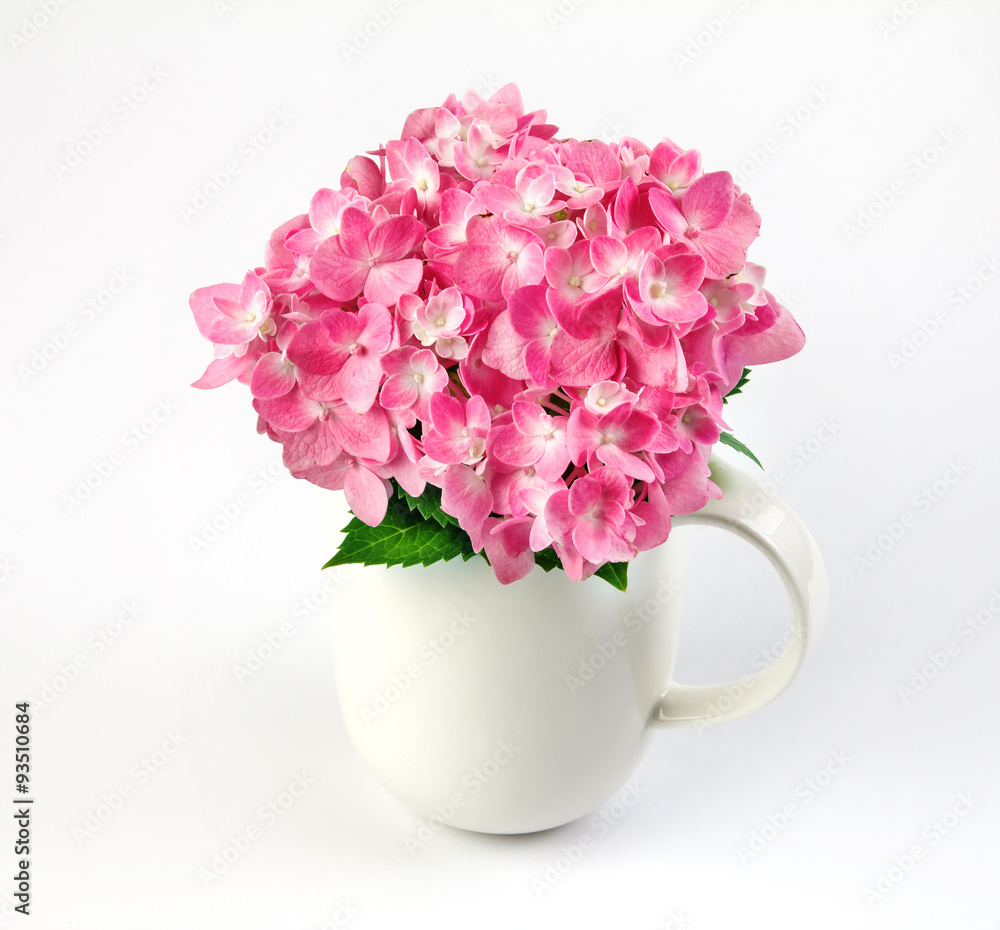 sweet pink hydrangea flowers in white vase on a white background