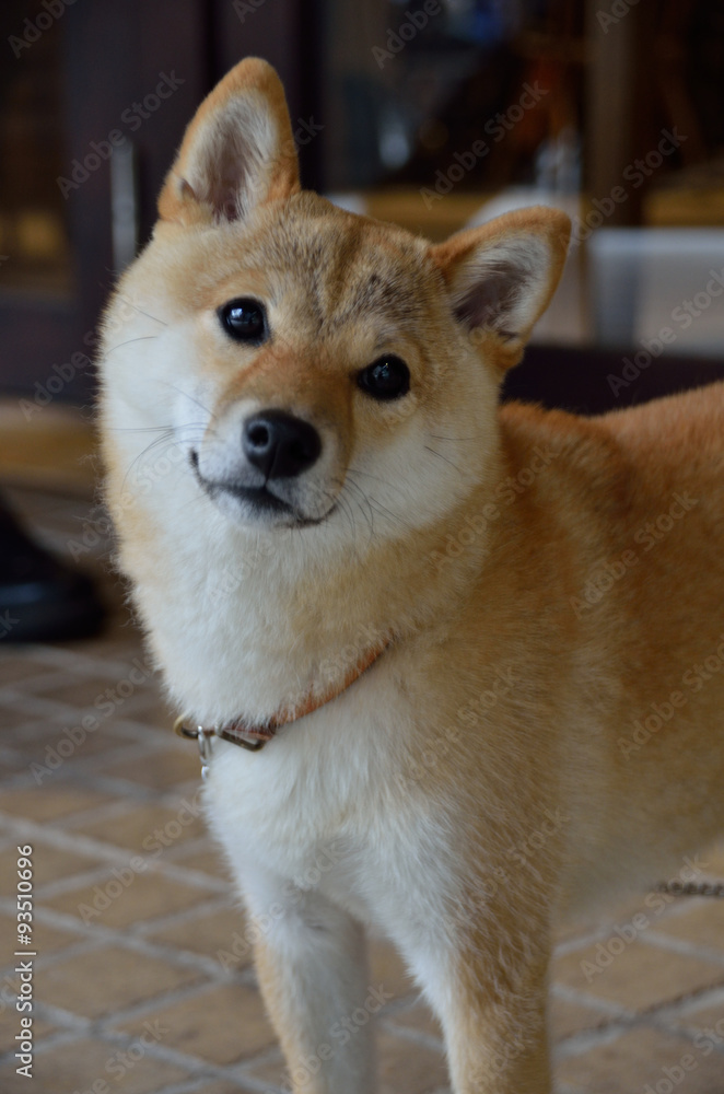 傾げる