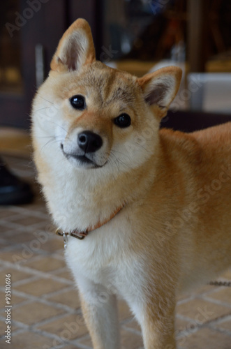 小首を傾げる柴犬 Stock 写真 Adobe Stock 小首を傾げる柴犬 Stock 写真 Adobe Stock