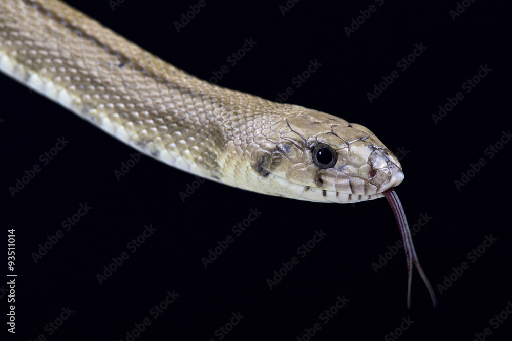 Fototapeta premium Ladder snake (Rhinechis scalaris)