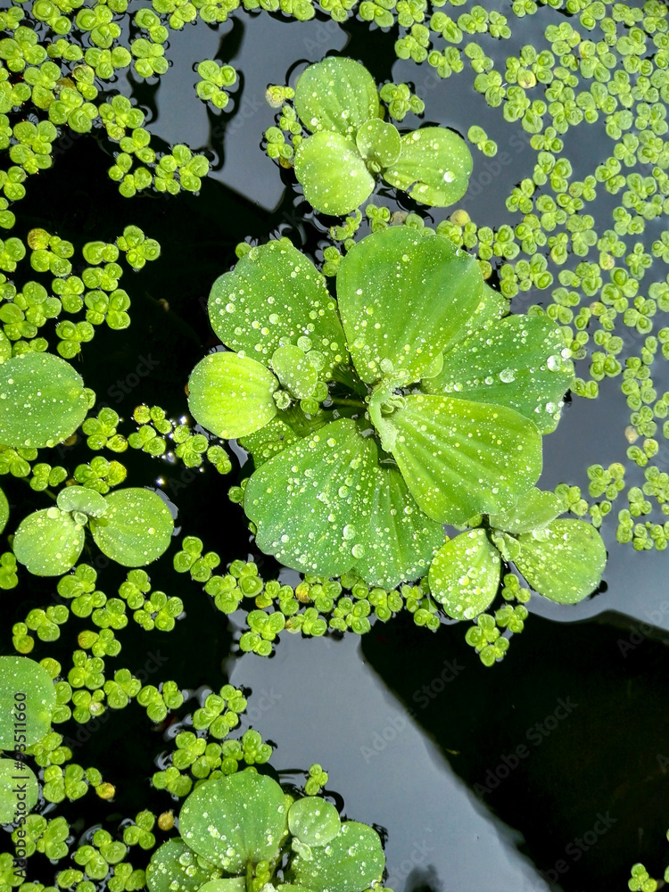 Rain drops on the leaves. Rain drops on the leaves.