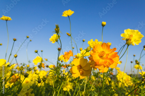 Closeup Orange cosmos flowers or Sulfur cosmos