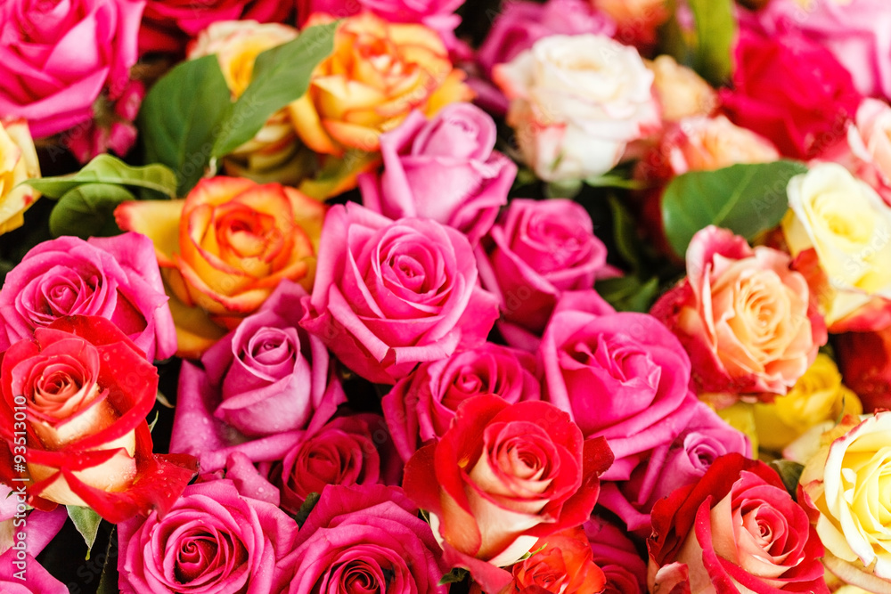 nice roses nice roses
