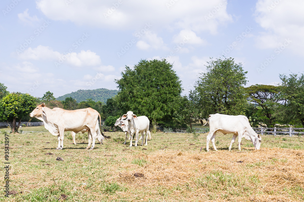 Fototapeta premium Cow standing in farm