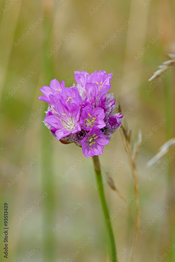 Blume in den Dünen Blume in den Dünen