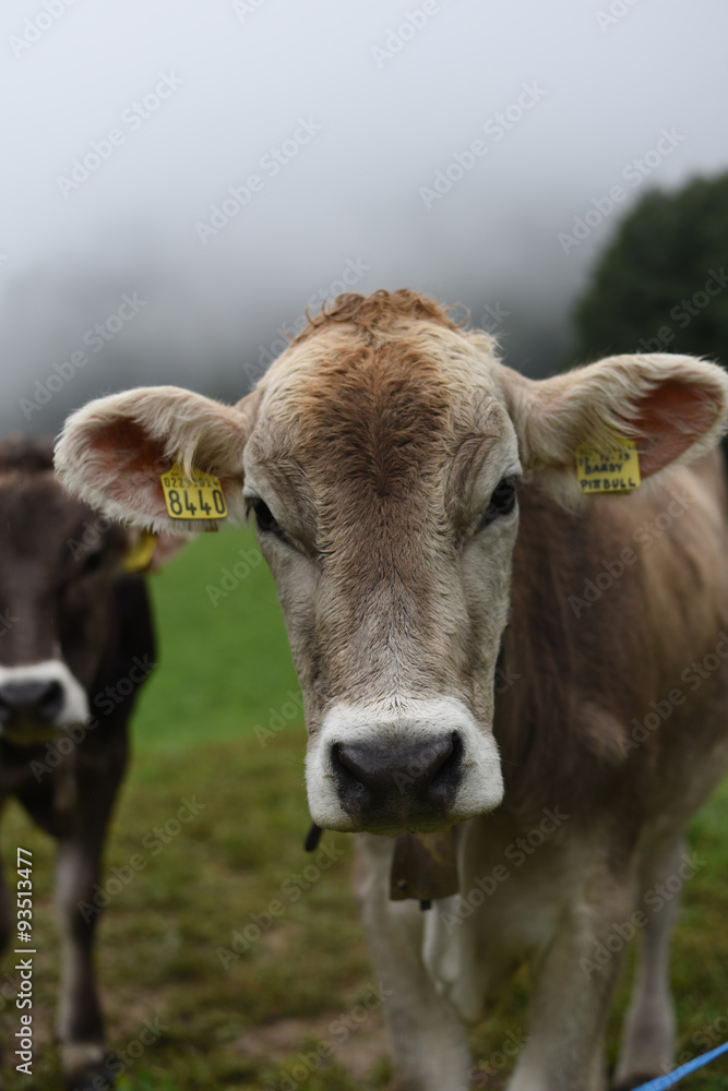 mucca mucche stalla allevamento vitello manzo manzi toro mucca mucche stalla allevamento vitello manzo manzi toro