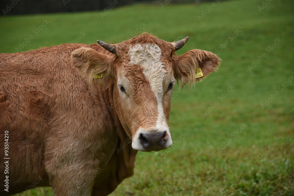 mucca mucche stalla allevamento vitello manzo manzi toro