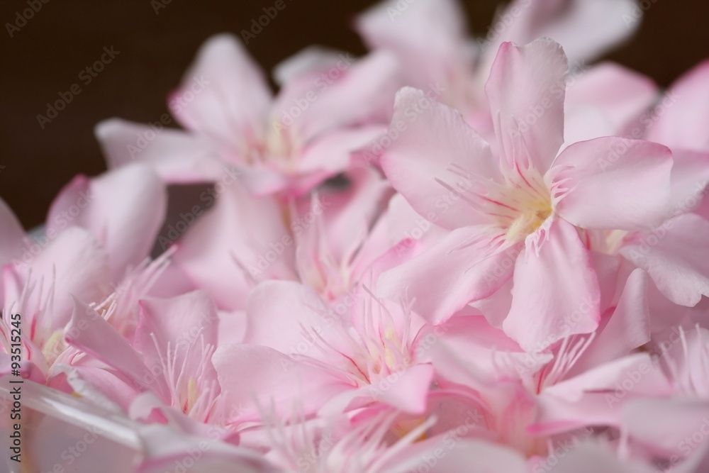 Blurred pink flower background.