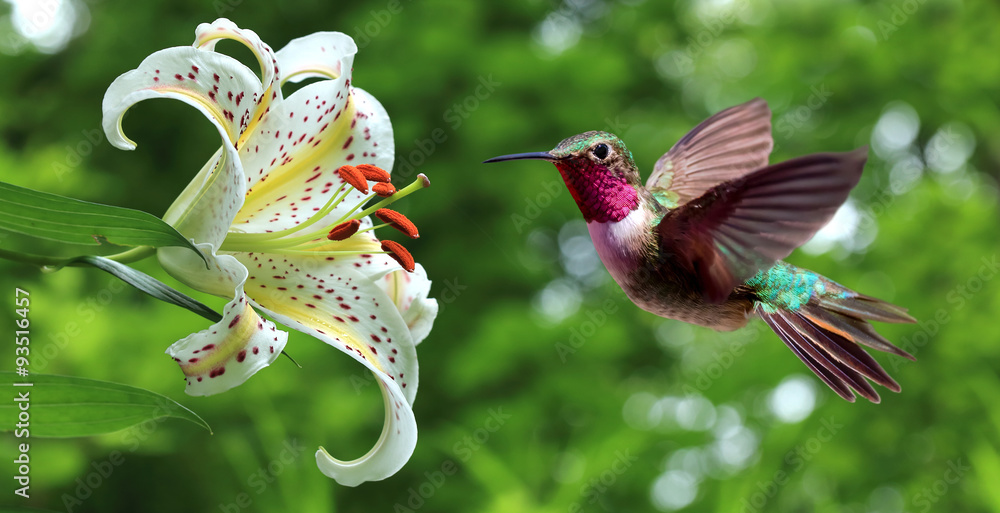 Obraz premium Koliber unoszący się obok kwiatów lilii, widok panoramiczny