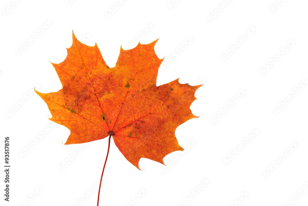 Obraz premium Leaf of the maple. Orange leaf of the maple. Isolated on white background.