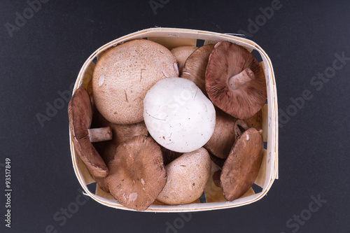 eatable mushrooms on a black background. lat agaricus campestris end lat macrolepiota mastoidea photo