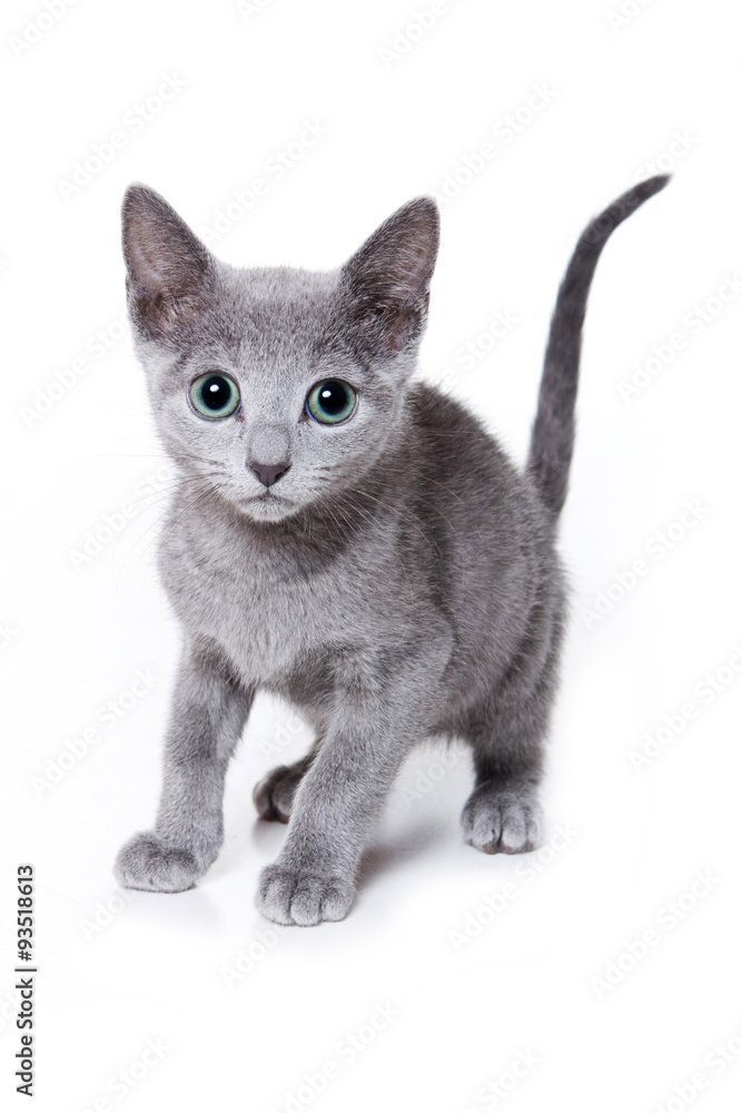 Russian blue kitten looking at the camera (isolated on white)