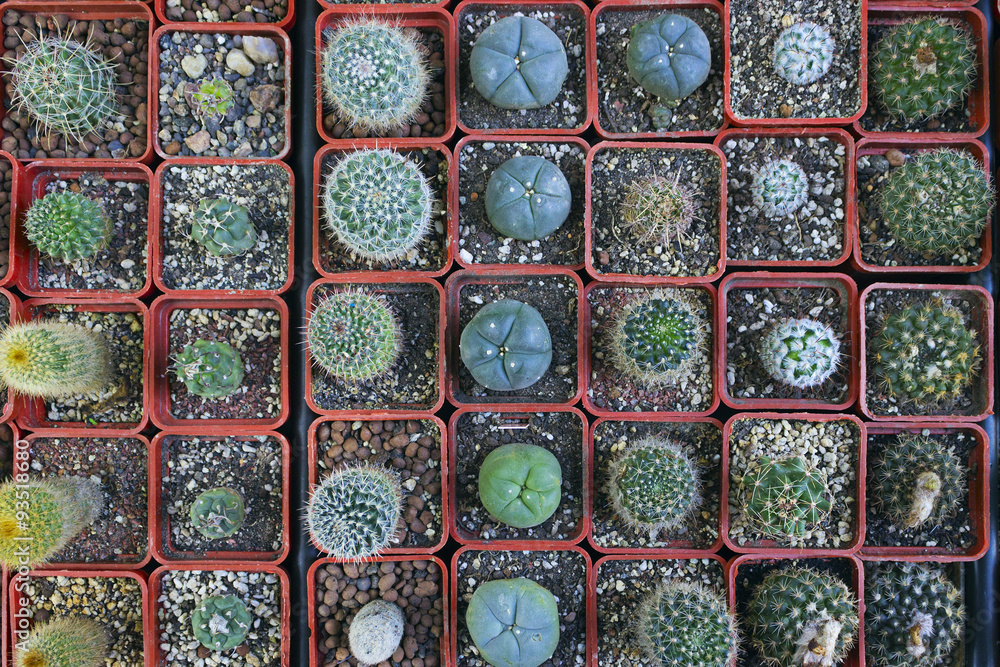 indoor cactus indoor cactus