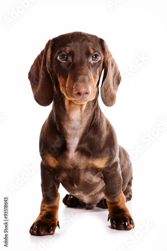 Dachshund Puppy sitting and looking at the camera (isolated on white)