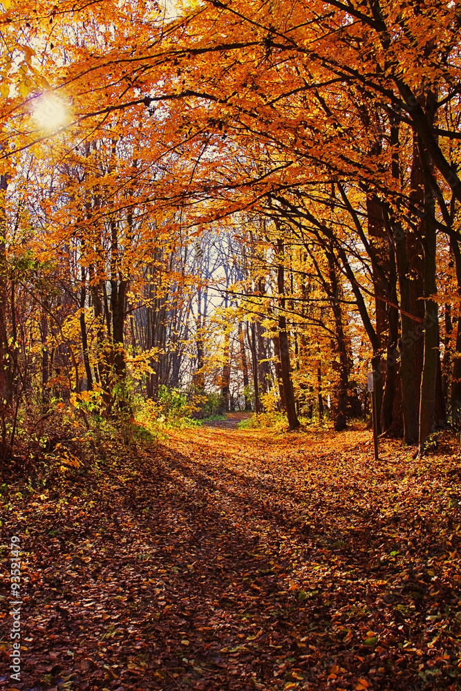walking in the woods in Bavaria, Germany on autumn time
