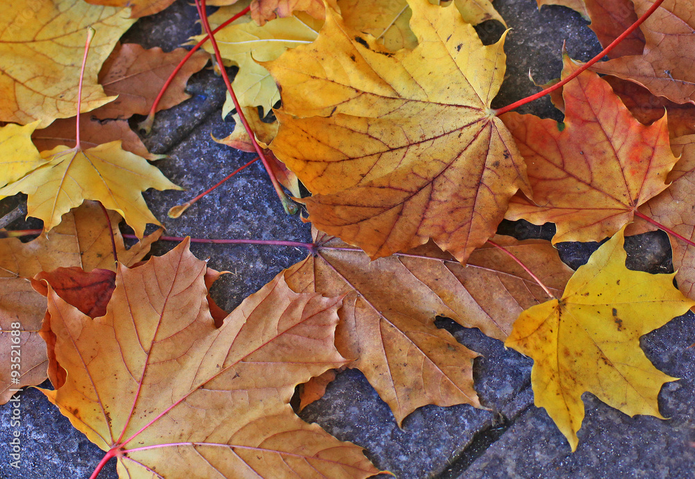 Yellow and orange fallen leaves on the street pavement Yellow and orange fallen leaves on the street pavement