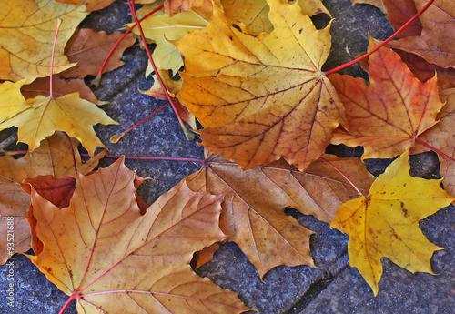 Yellow and orange fallen leaves on the street pavement