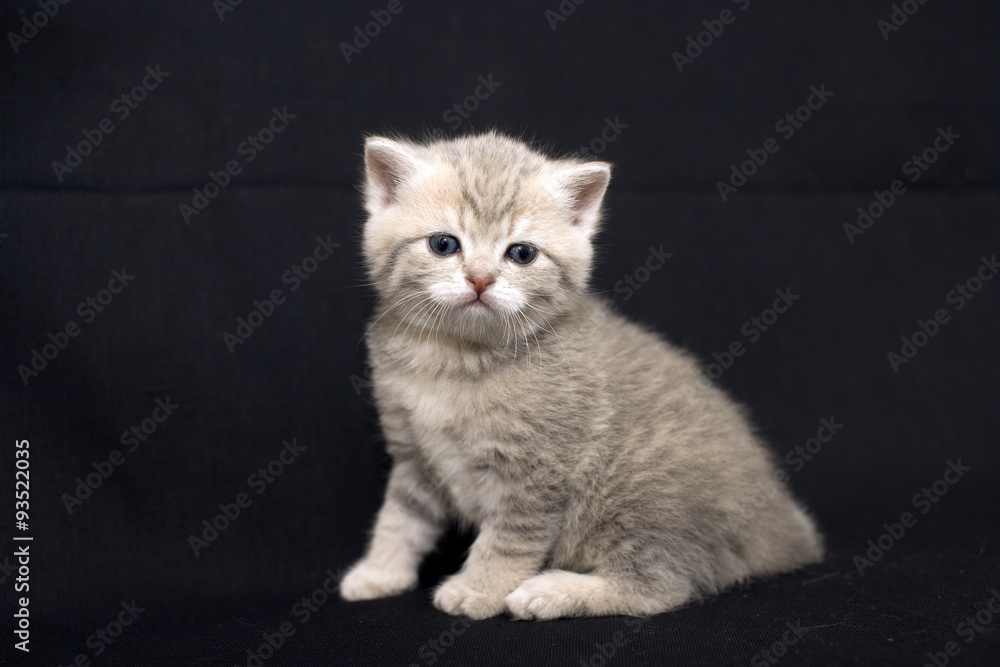 Cute kitten on a dark background, kitten British breed, a small kitten in drapery, pet, cute baby.