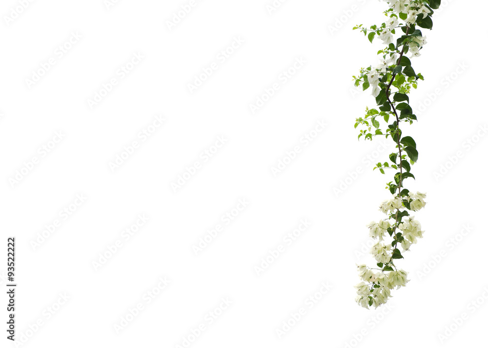white leaves white leaves