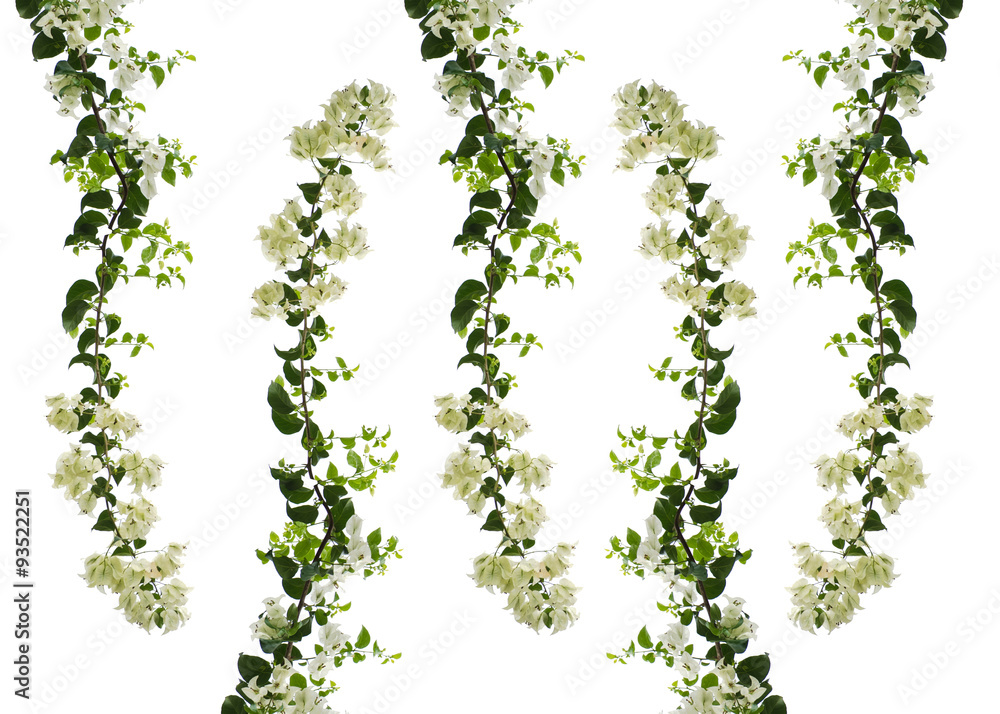 white leaves white leaves