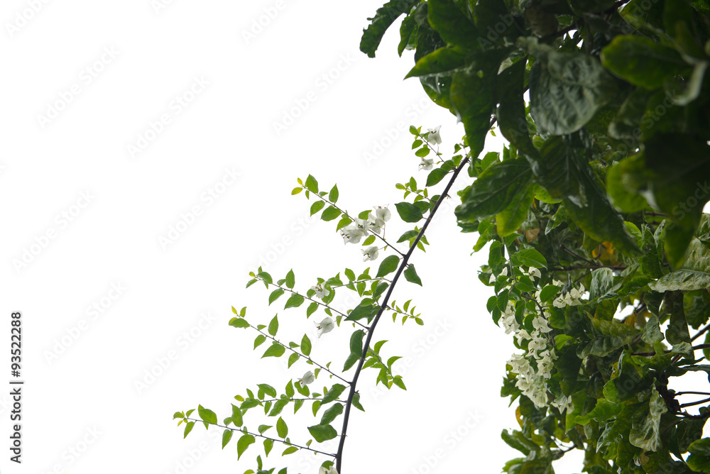 Obraz premium white leaves