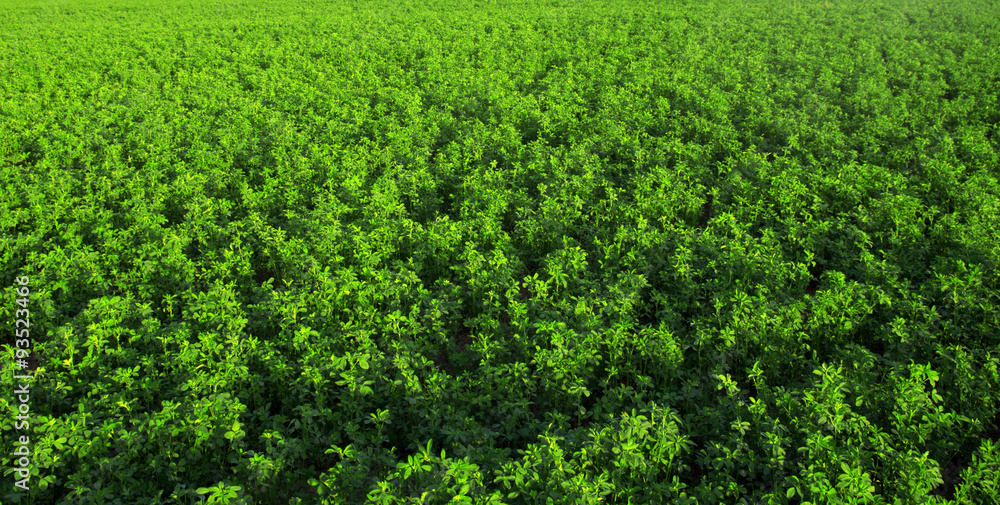 grass texture grass texture