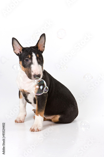 Bull terrier puppy and soap bubbles (isolated on white)