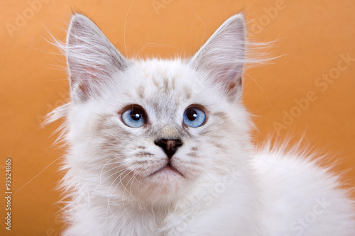 Portrait of fluffy cat on a brown background