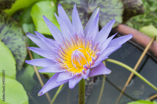 lotus flower  focus on flower