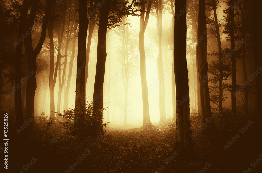 Obraz premium autumn sunset in foggy forest