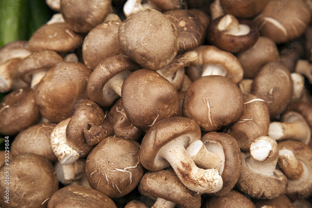 Mushroom Background Mushroom Background