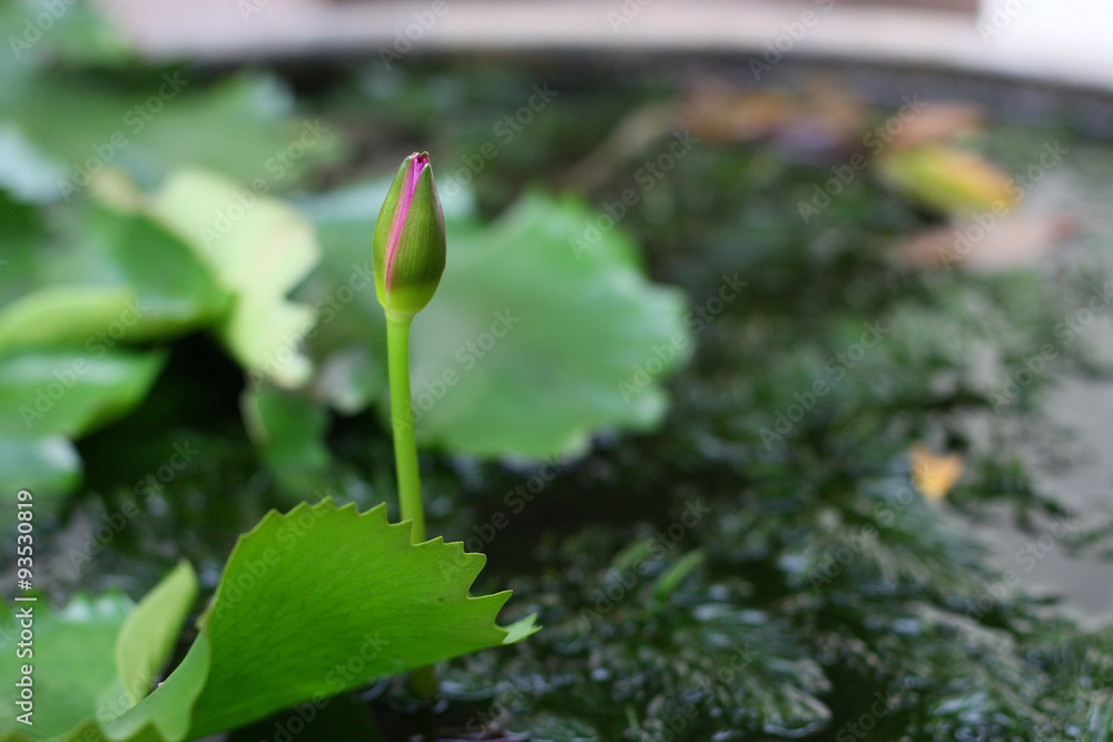 Lotus / A picture of lotus Lotus / A picture of lotus