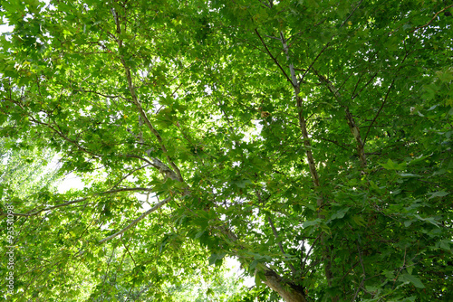 Obraz na plátně Green tree crown closeup