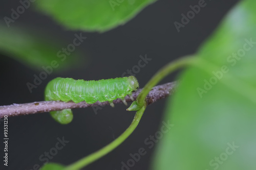 The caterpillar on the green leaf