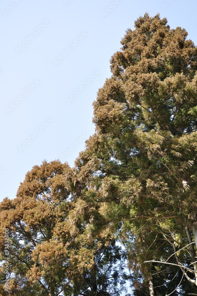 Obraz premium スギ花粉 