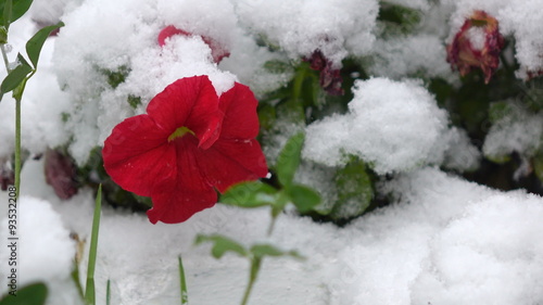 Red flowers with snow