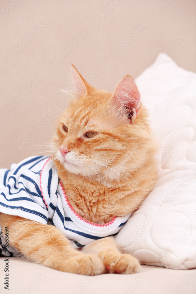 Cute red kitten on sofa at home
