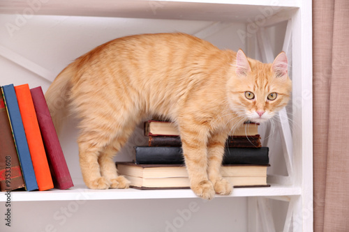 Fototapeta Naklejka Na Ścianę i Meble -  Cute little cat on shelf with books on light background