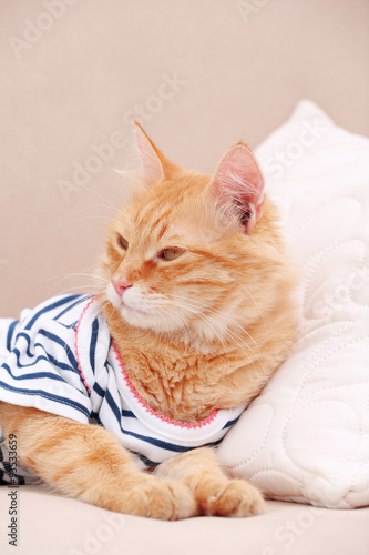 Wallpaper Mural Cute red kitten on sofa at home Torontodigital.ca