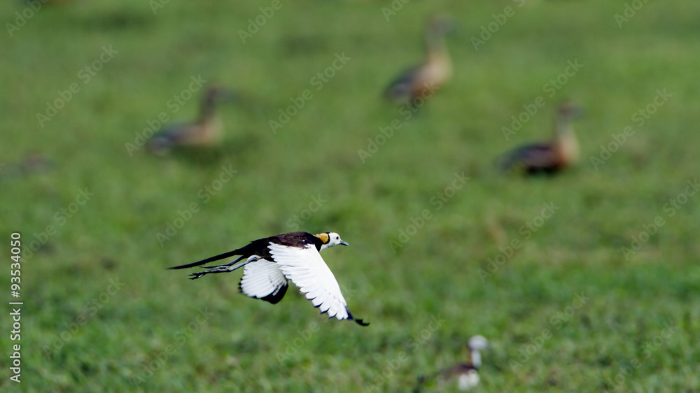 Pheasant-tailed Jacana in Bundala national park, Sri Lanka Pheasant-tailed Jacana in Bundala national park, Sri Lanka