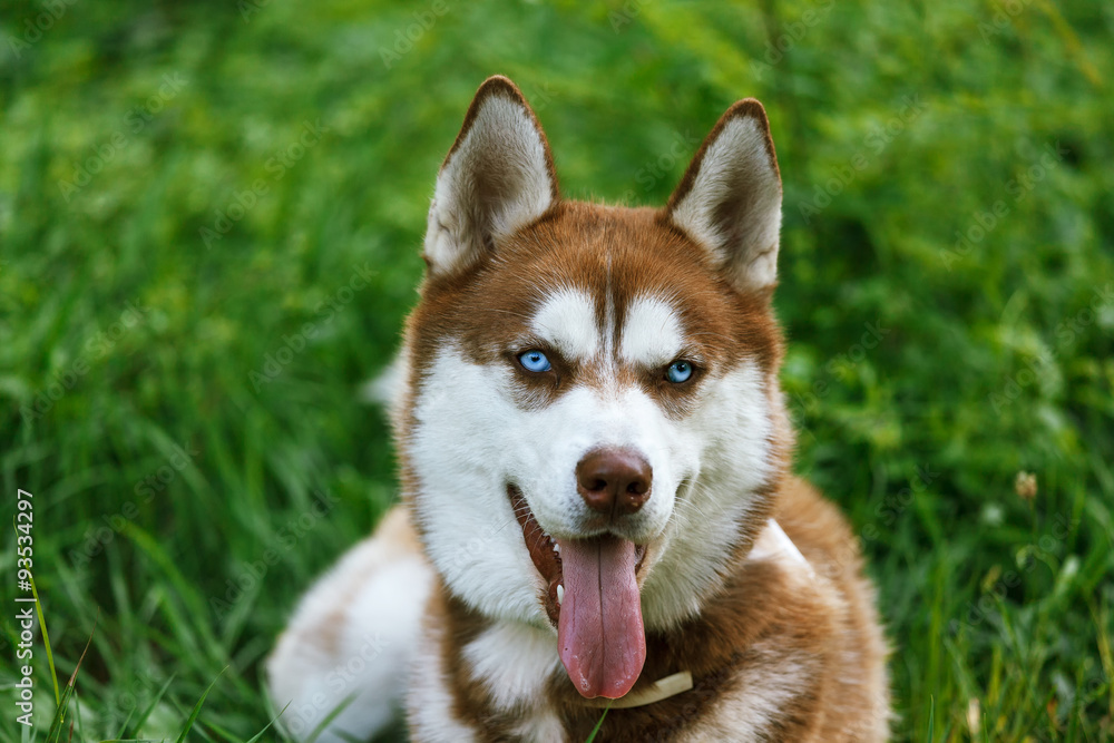 Siberian Husky with blue eye at the green grass