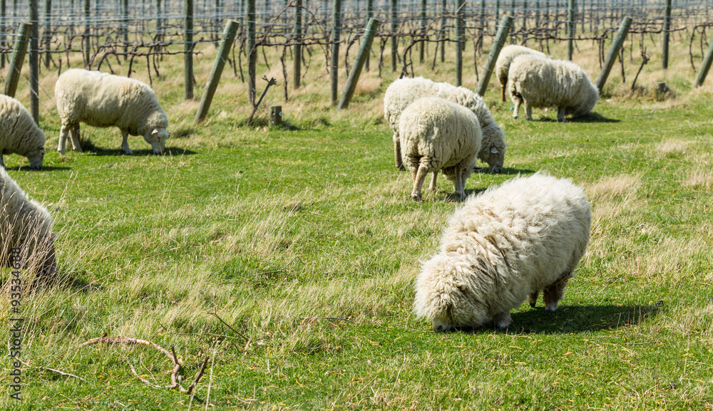 flock of sheep in New Zealand
