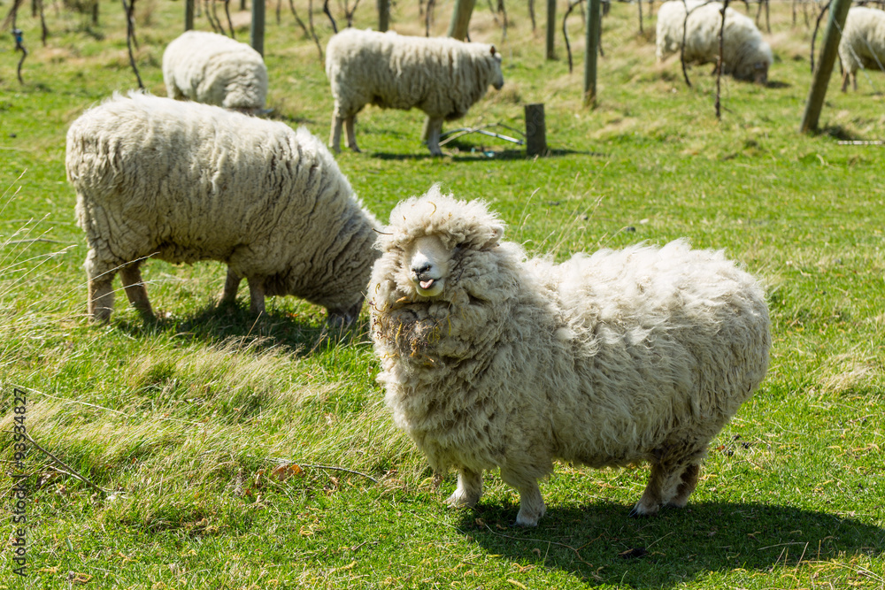 Obraz premium flock of sheep in New Zealand