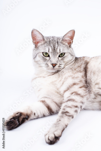 gray striped cat