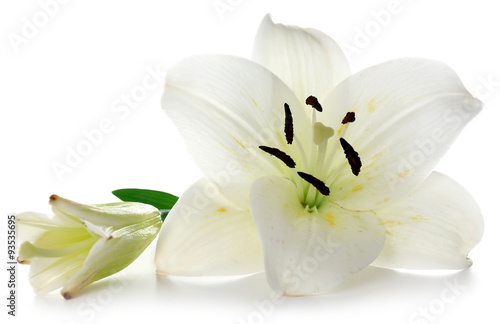 Lily isolated on white