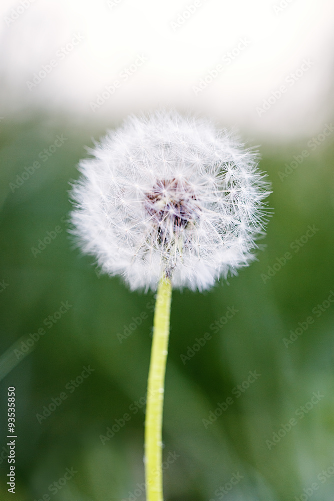 Fototapeta premium dandelion