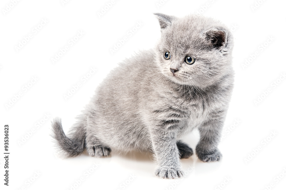 British lop-eared kitten