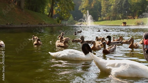 Cygnus melanocoryphus and ducks on the lake. Mezhyhiria.  / Cygnus melanocoryphus on the lake. In the background of ducks and fountains.  Ukraine, National Park Mezhyhiria. photo